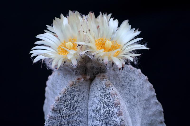 Astrophytum myriostigma v. columnare 