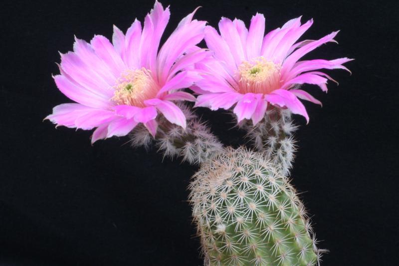 Echinocereus fobeanus ssp. metornii 