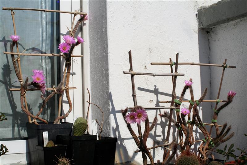 Echinocereus schmollii 