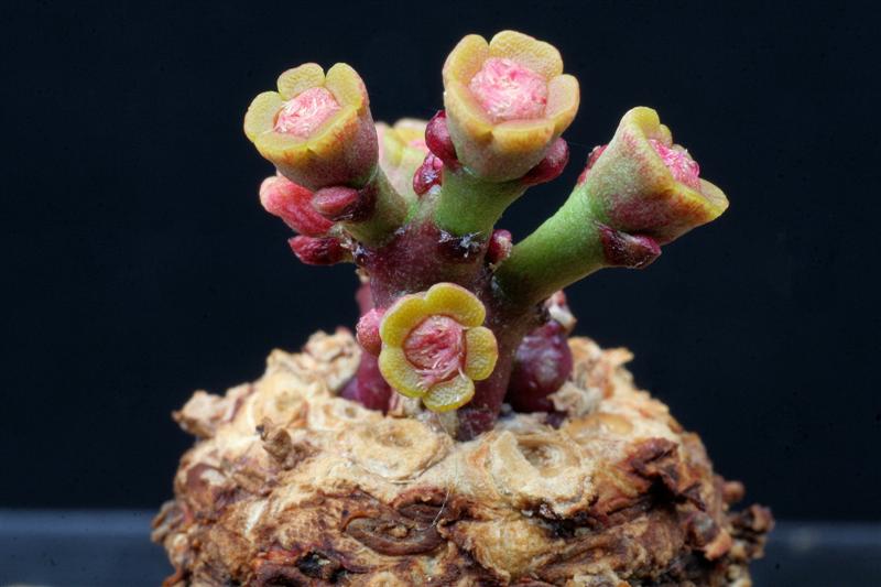 Euphorbia decidua 