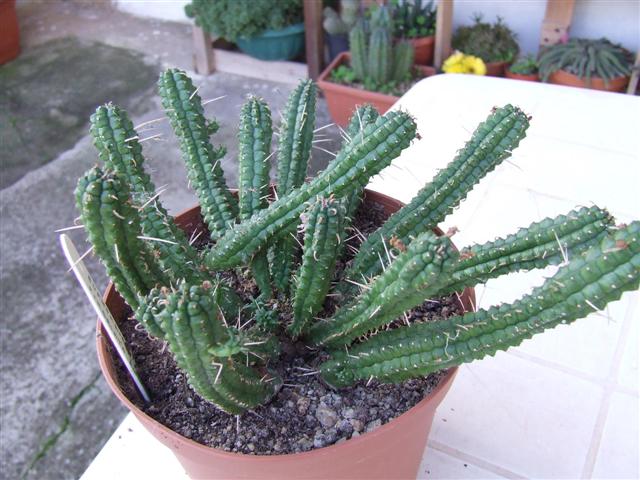 Euphorbia fimbriata 