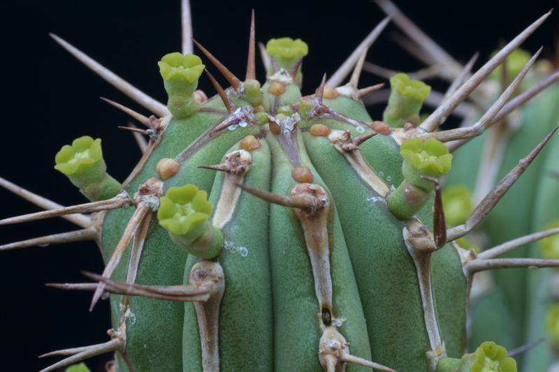 Euphorbia officinarum 