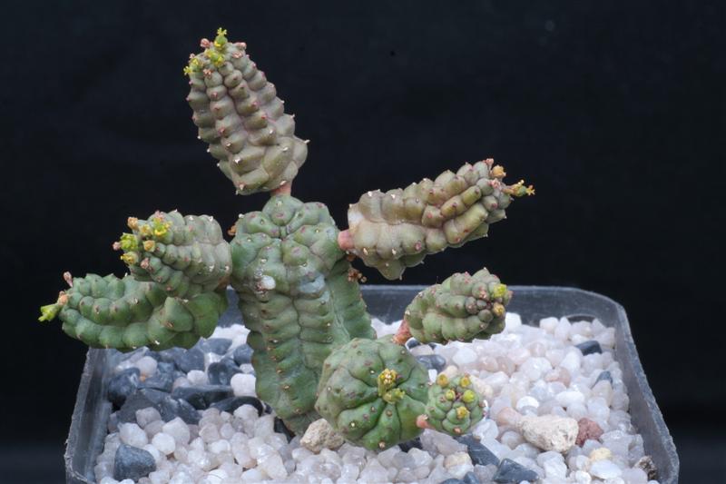 Euphorbia pseudoglobosa 