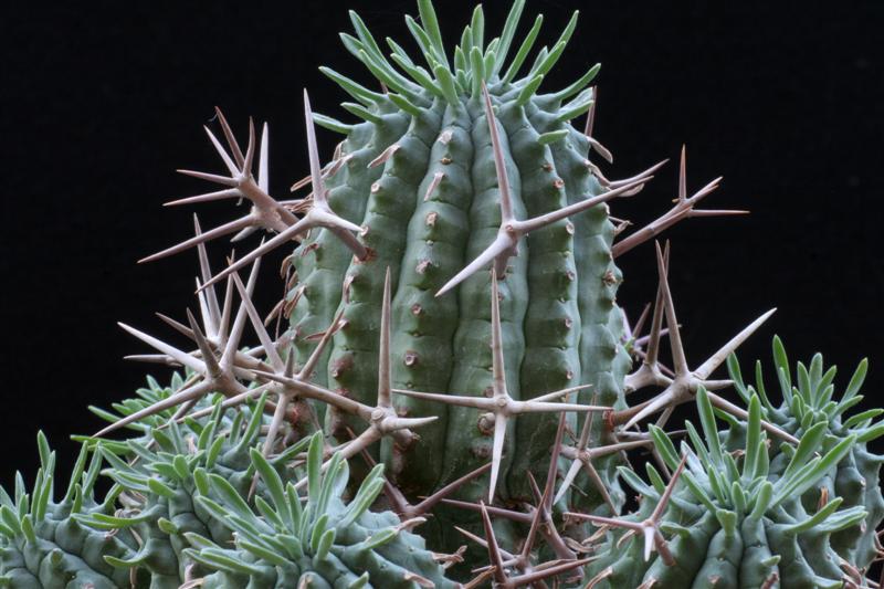 Euphorbia stellispina 