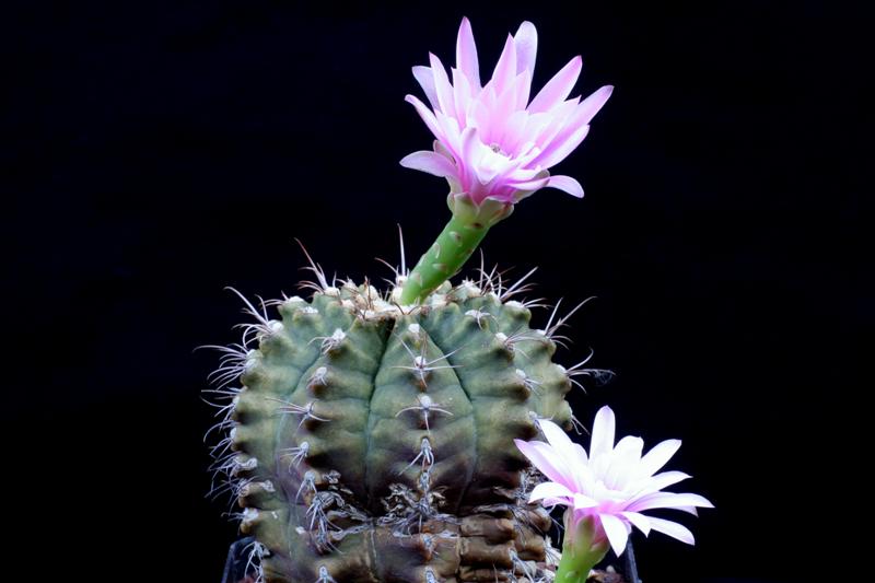 Gymnocalycium friedrichii 