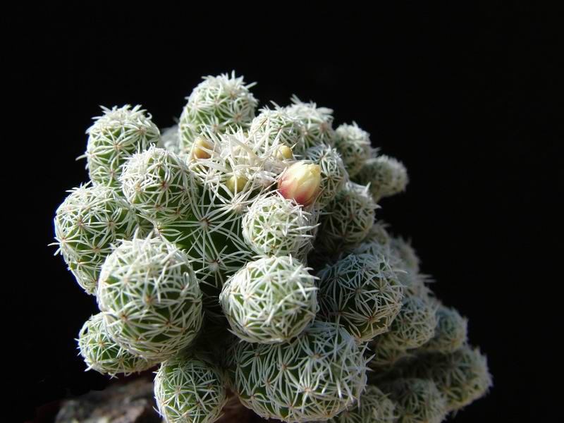 Mammillaria vetula ssp. gracilis 