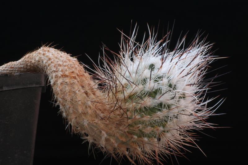 Rapicactus subterraneus FPAN 340