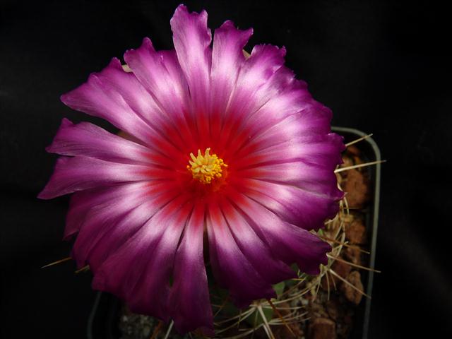 Thelocactus heterochromus 