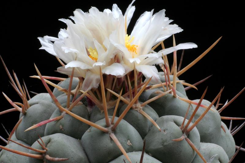 Thelocactus hexaedrophorus v. lloydii 