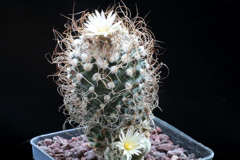 Turbinicarpus krainzianus 