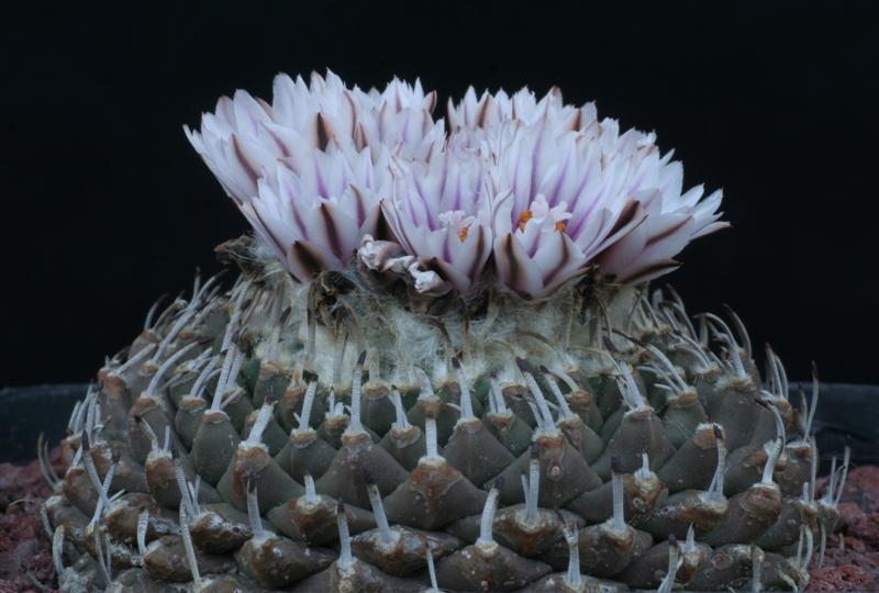 Turbinicarpus schmiedickeanus ssp. andersonii 