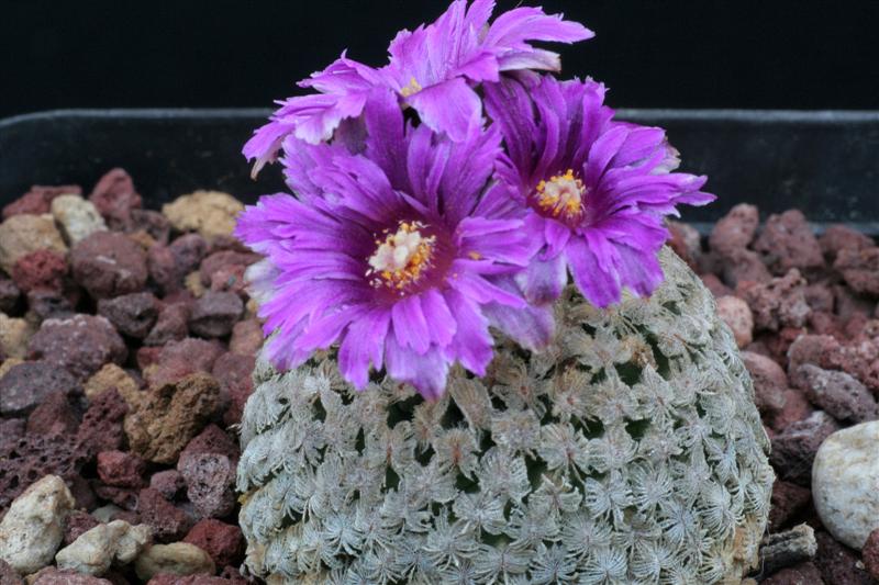 Turbinicarpus valdezianus 