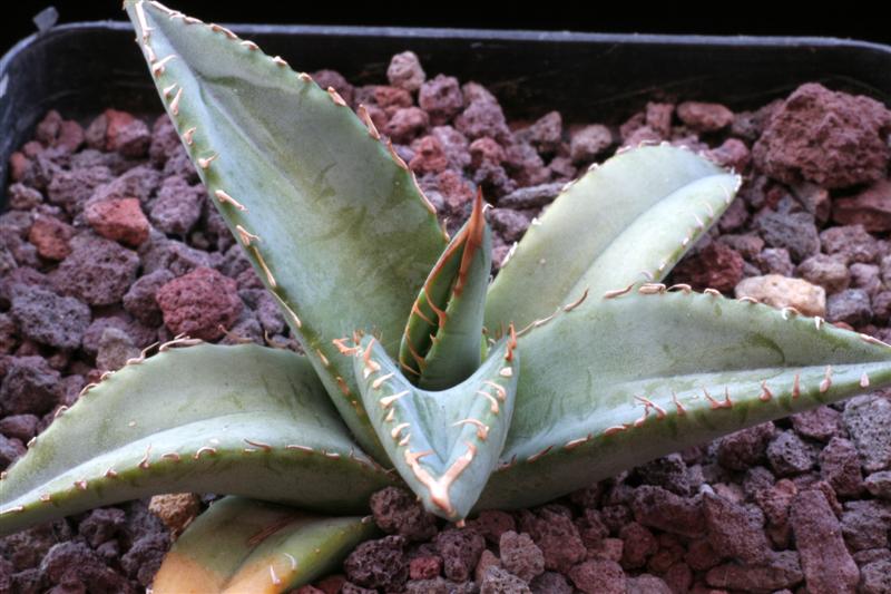 Agave purpusorum 