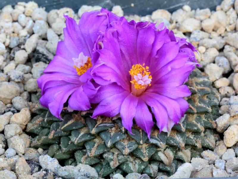 ariocarpus kotschoubeyanus ssp. elephantidens