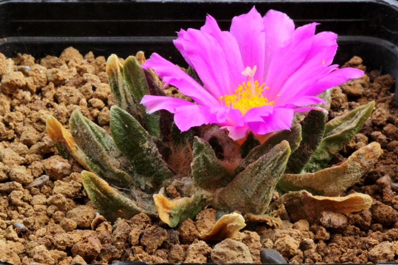 Ariocarpus scaphirostris 