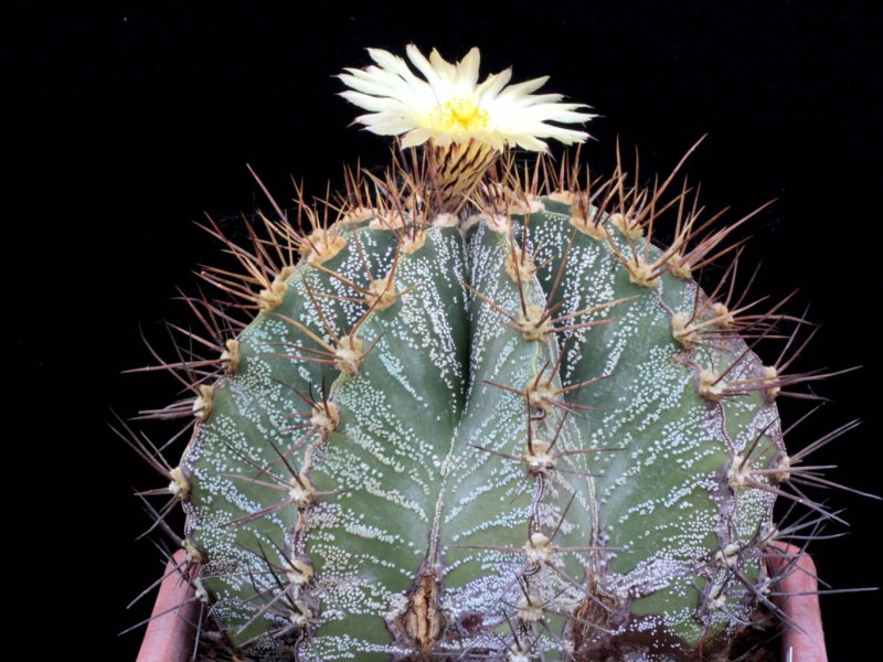 Astrophytum ornatum 