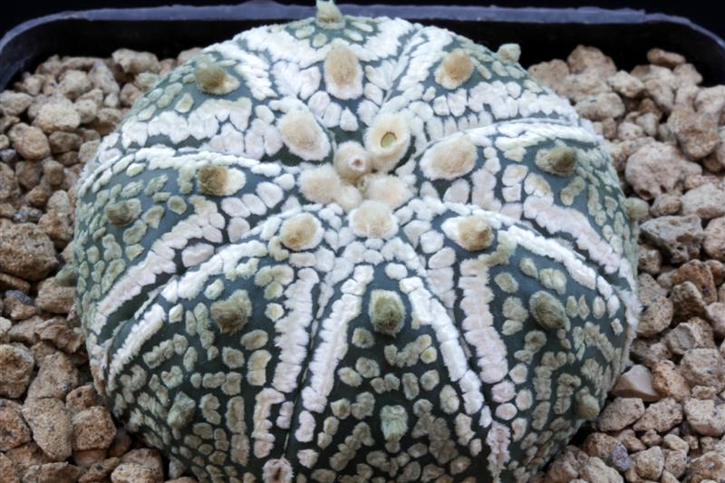 Astrophytum asterias cv. super kabuto hanazono 