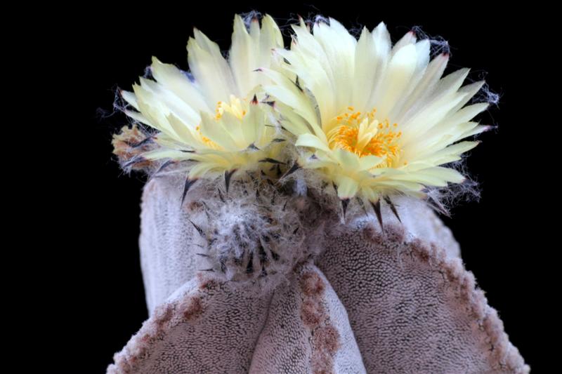 Astrophytum myriostigma v. columnare 