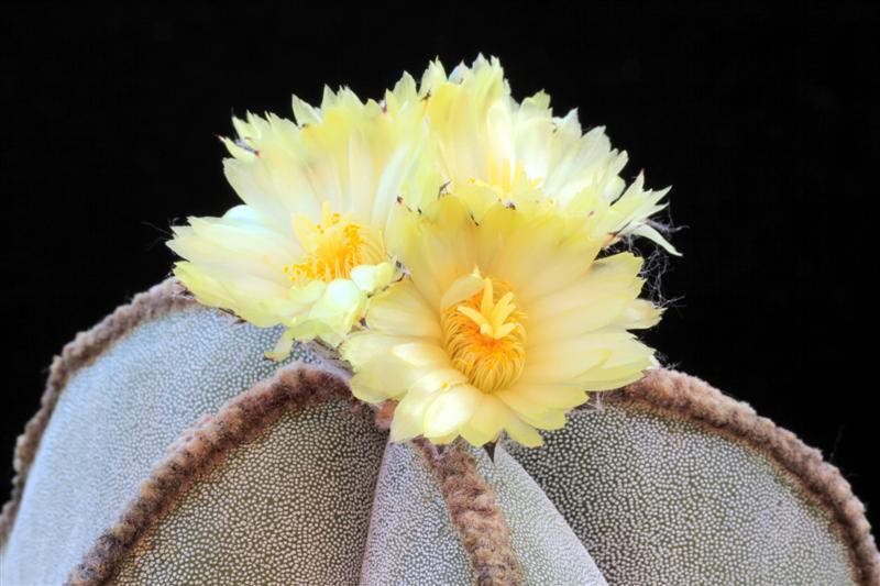 Astrophytum myriostigma f. columnare 