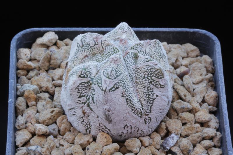 Astrophytum myriostigma cv. onzuka snow 