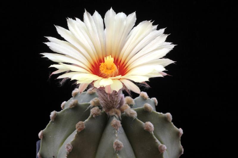 Astrophytum senile x asterias 