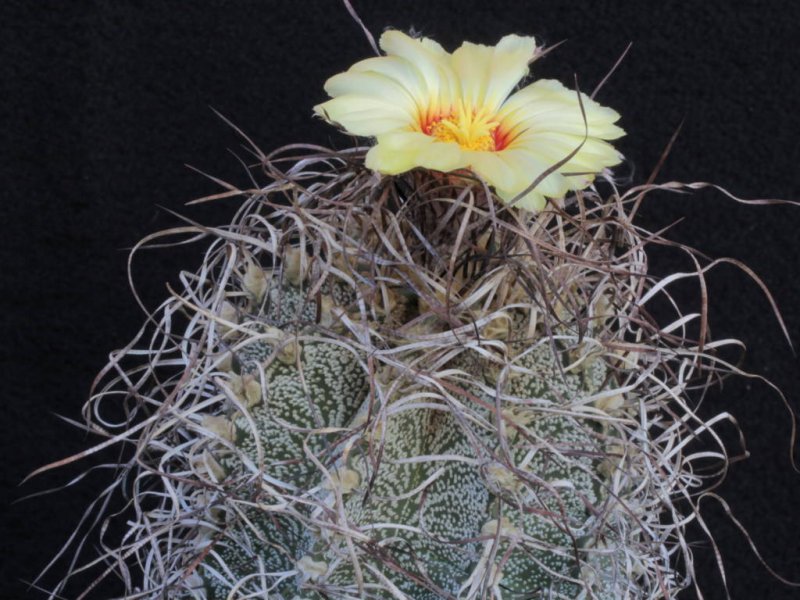 Astrophytum capricorne 