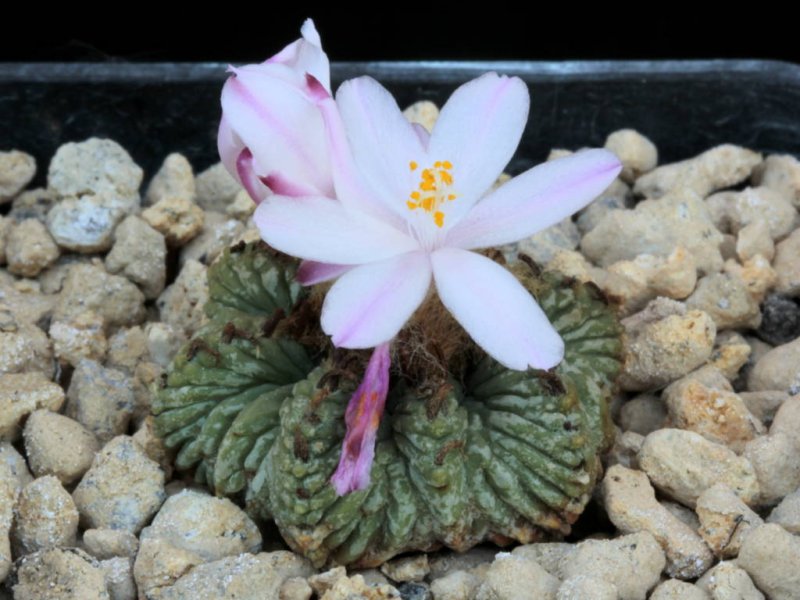 Aztekium ritteri 