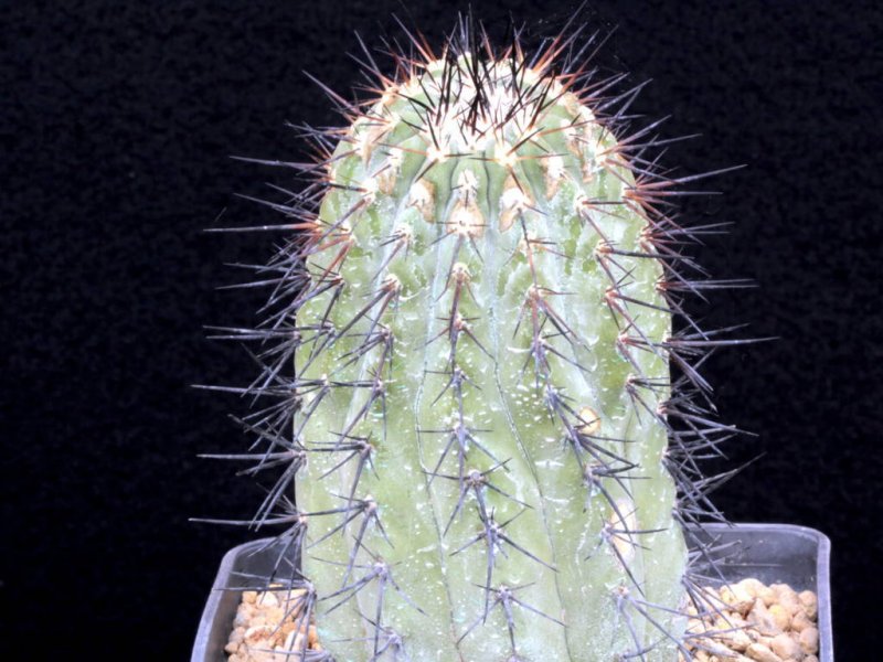 Copiapoa cinerea 