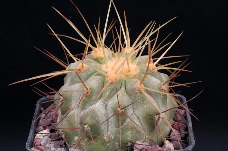 Copiapoa cinerea v. albispina 