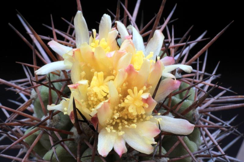 Copiapoa pseudocoquimbana 