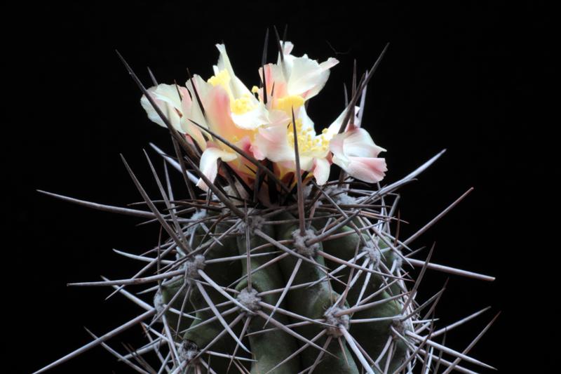 Copiapoa pseudocoquimbana 