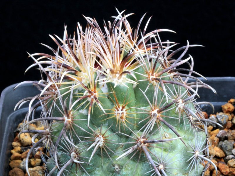 Coryphantha kracikii 