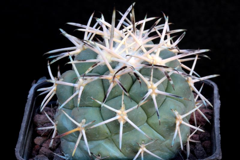 Coryphantha poselgeriana v. valida VM 561