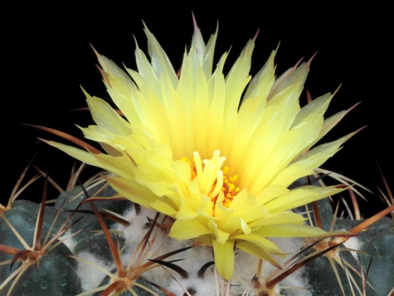 Coryphantha pycnacantha 