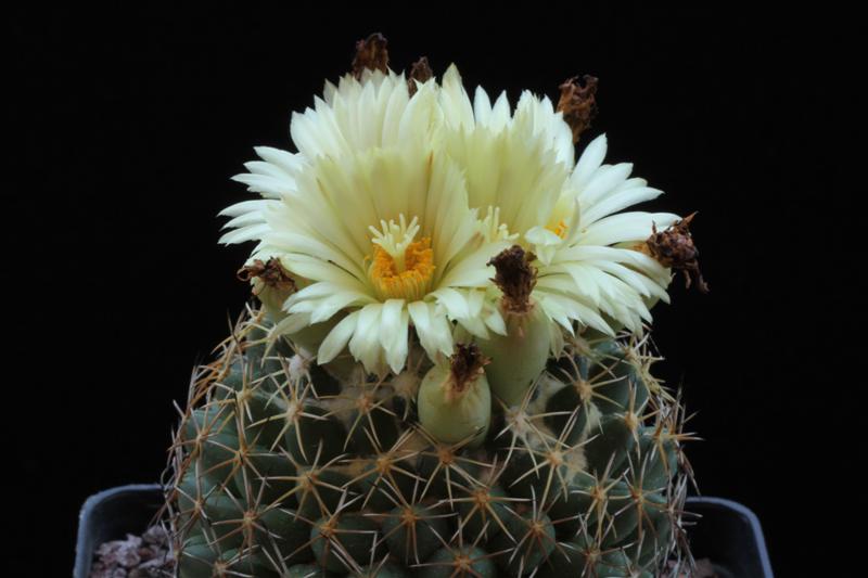 Coryphantha radians  