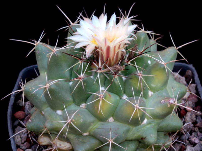 Coryphantha vogtherriana GM 727