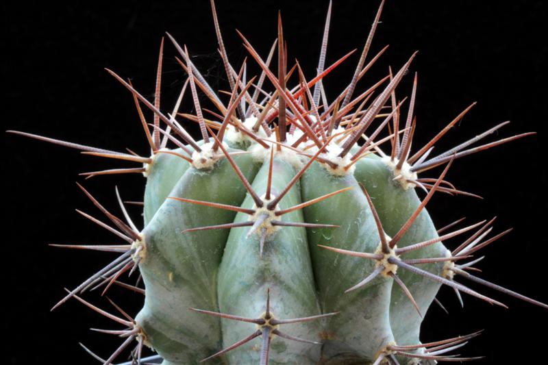 Echinocactus platyacanthus 