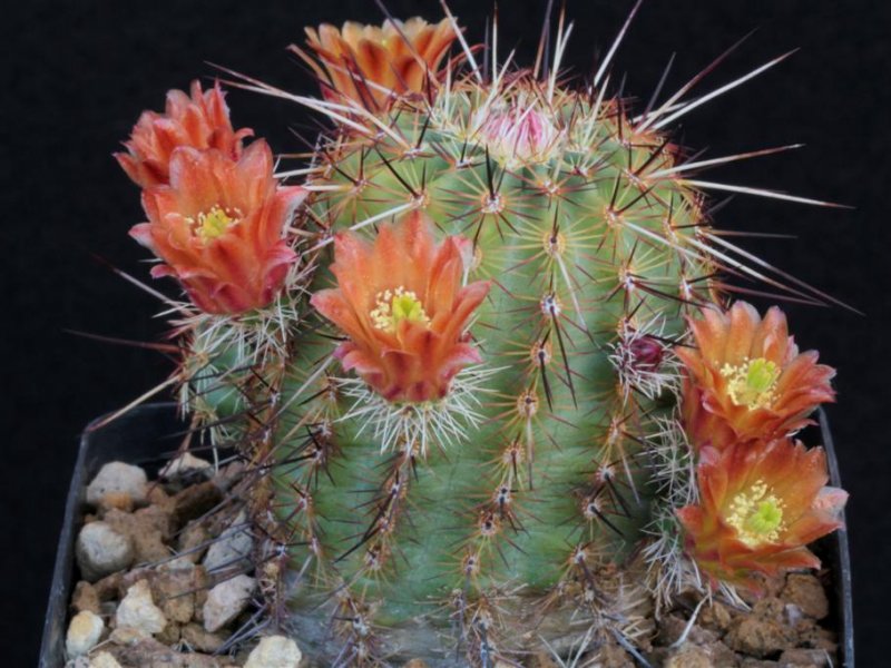 Echinocereus chloranthus ssp. rhyolithensis RC 7-95