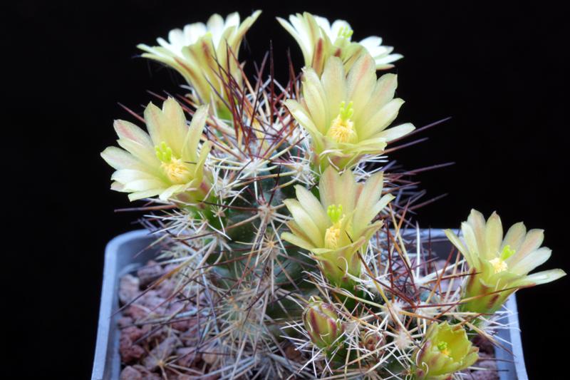 Echinocereus davisii SB 426