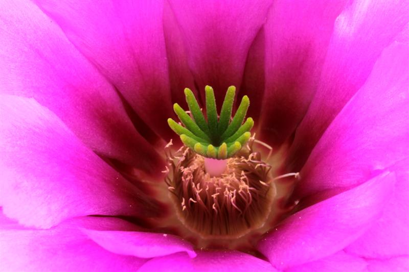 Echinocereus engelmannii 