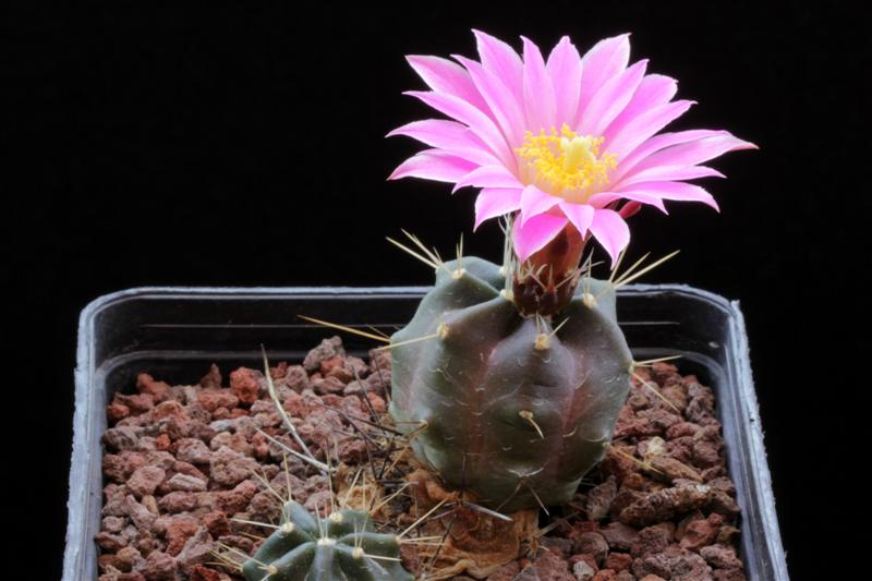 Echinocereus  knippelianus v. reyesii L 1237