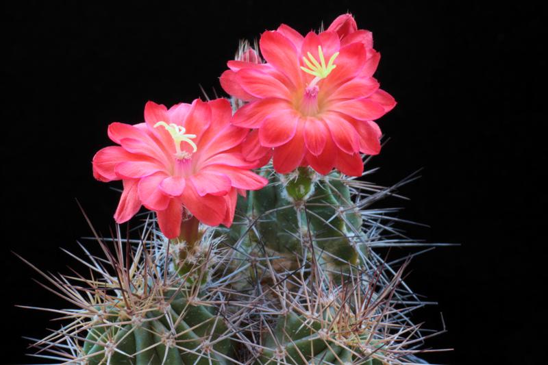 Echinocereus  polyacanthus 