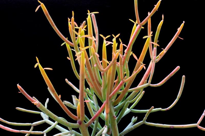 Euphorbia tirucalli cv. stick on fire 