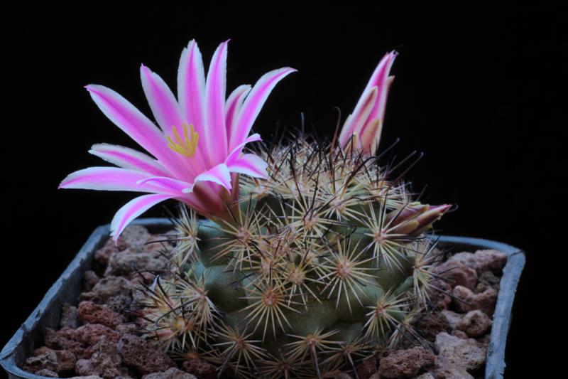 Mammillaria blossfeldiana 