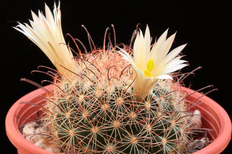 Mammillaria carretii 