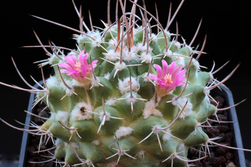 Mammillaria centralifera BZ 27