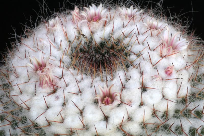 Mammillaria chionocephala 