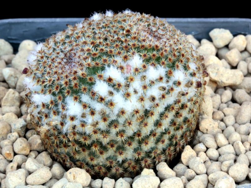 Mammillaria crucigera FO 105