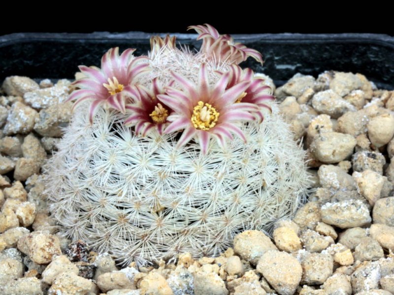 Mammillaria gasseriana SB 1902