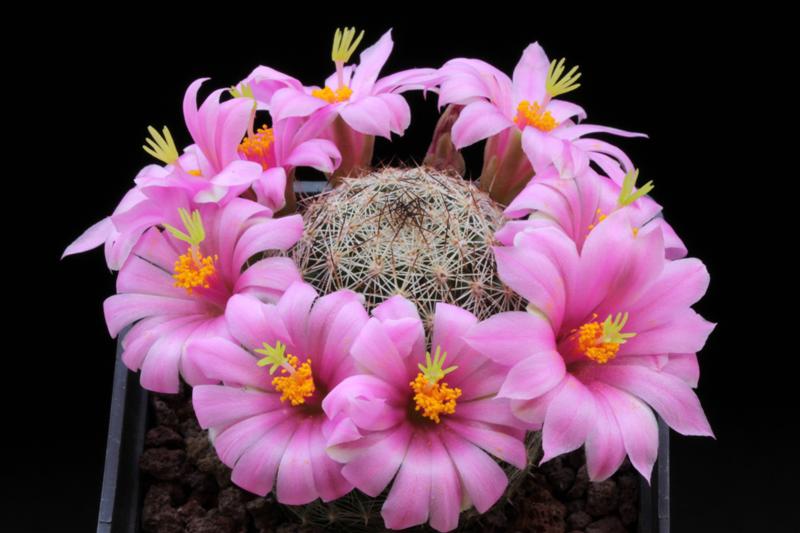 Mammillaria grahamii v. oliviae SB 371